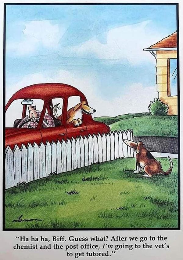 A Far Side comic by Gary Larson from 1985: While their owner starts the car, a dog is leaning out of a car window talking to another dog in a fenced-in yard, saying, "Ha ha ha, Biff. Guess what? After we go to the drugstore and the post office, *I'm* going to the vet's to get tutored."