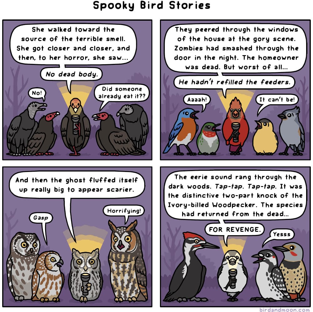 A four-panel comic titled Spooky Bird Stories. In each panel, it's a dark night and a bird holding a flashlight is telling a story to other birds who are listening. In panel 1, a turkey vulture is telling stories to other vultures, and it says, "She walked toward the source of the terrible smell. She got closer and closer, and then, to her horror, she saw... No dead body." A black vulture says "No!" and a turkey vulture says "Did someone already eat it??" In panel 2, a northern cardinal is telling a story to some songbirds. It says "They peered through the windows of the house at the gory scene. Zombies had smashed through the door in the night. The homeowner was dead. But worst of all... He hadn't refilled the feeders." An eastern bluebird says "Aaah!" and an American goldfinch says "It can't be!". In panel 3, a screech owl is telling a story to other owls. It says "And then the ghost fluffed itself up really big to appear scarier." A saw-whet owl gasps, and a long-eared owl says "Horrifying!". In panel 4, a downy woodpecker is telling a story to other woodpeckers, and says "The eerie sound rang through the dark woods. Tap-tap. Tap-tap. It was the distinctive two-part knock of the Ivory-billed Woodpecker. The species had returned from the dead... FOR REVENGE." A red-cockaded woodpecker says "Yesss".