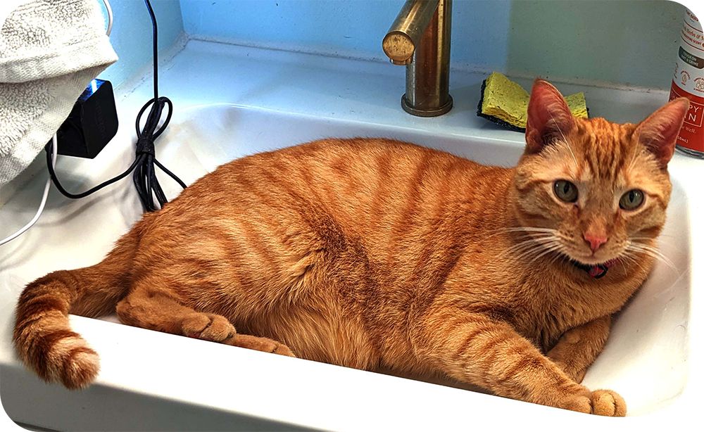 An orange cat in a bathroom sink.