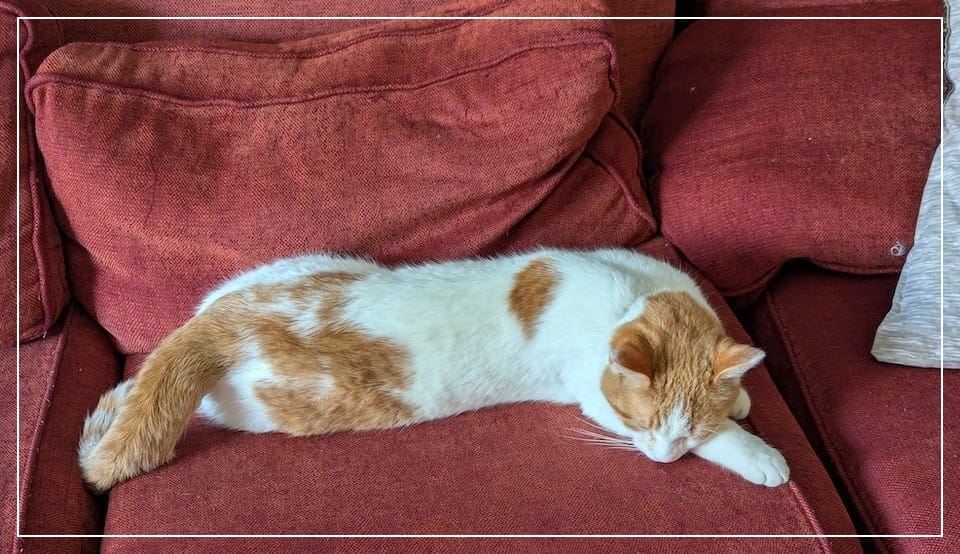 A white and orange cat napping on a red couch.