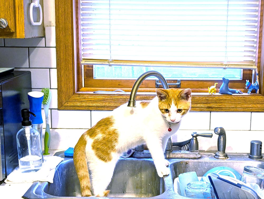 A different cat, in a different sink.