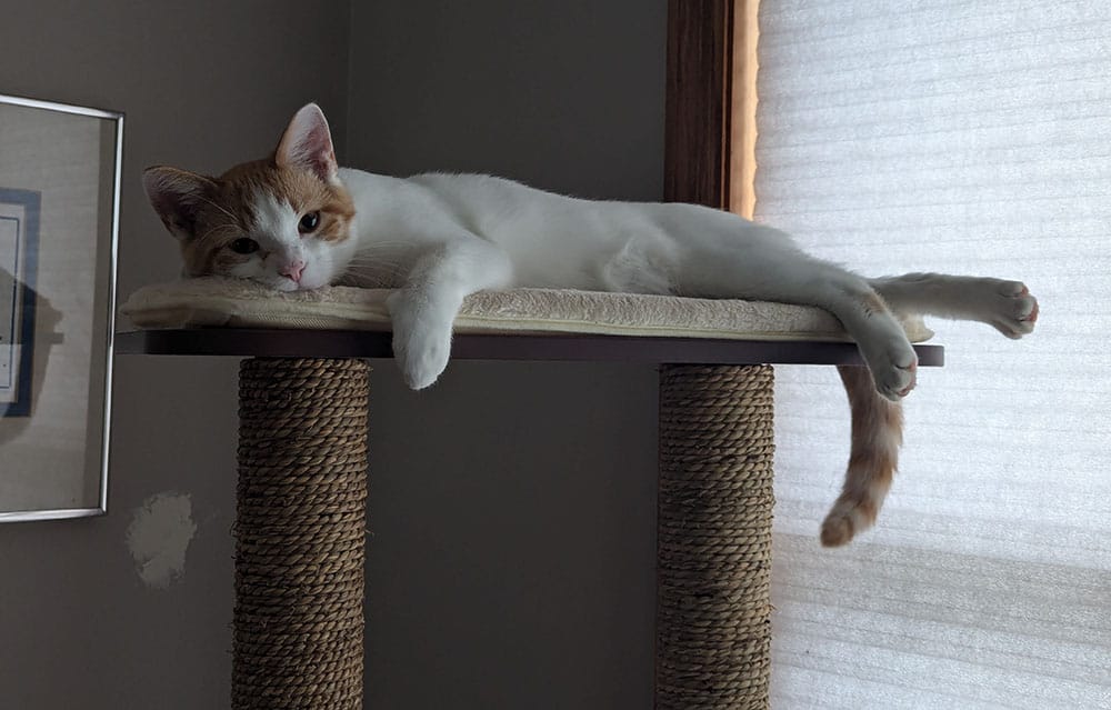 A young white and orange cat lying atop a cat tree next to a window with the shade drawn.