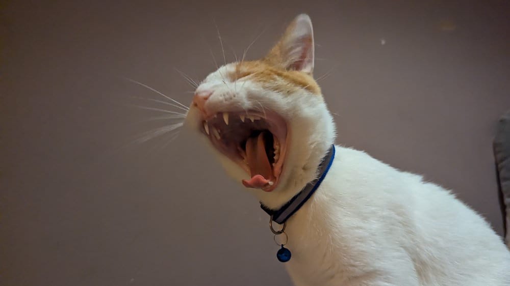 An orange and white cat yawning.