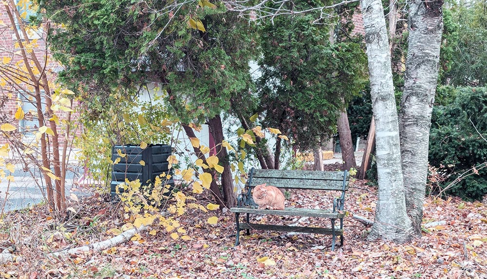 An orange cat on a park bench in a side yard covered with fallen autumn leaves.