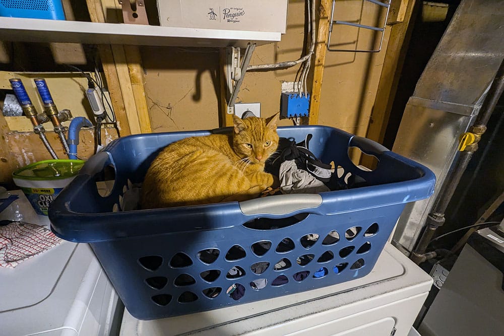 An orange tabby cat in a blue laundry basket filled with clothes on top of a white dryer.