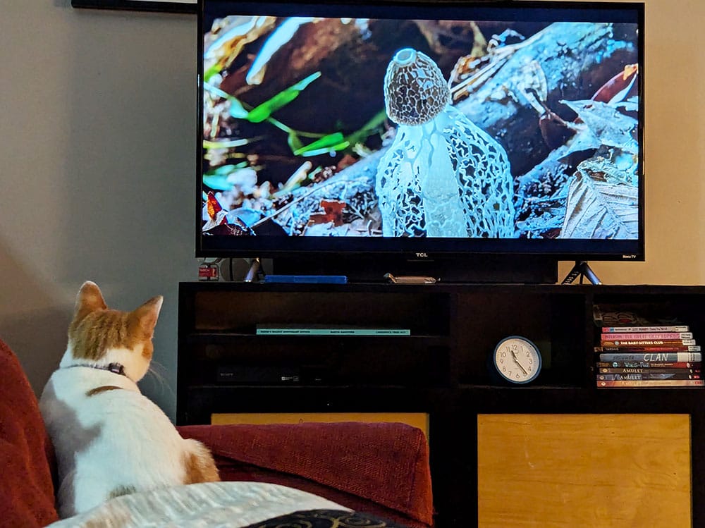 An orange and white cat focused on a television show about insects.