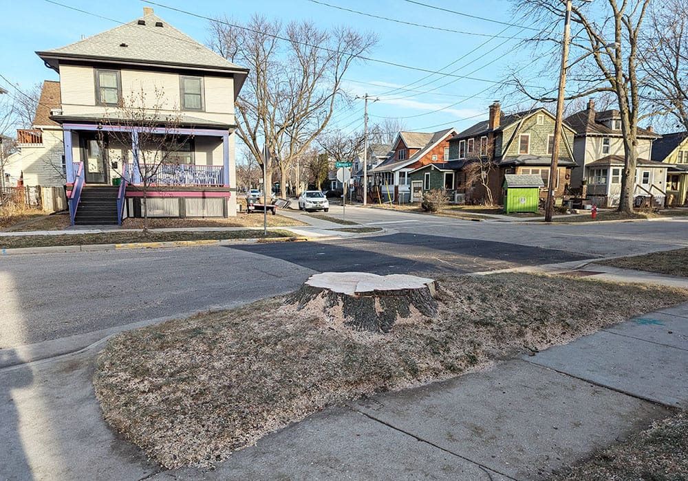 The stump left over after city arborists had to take down the large old tree on the boulevard in front of our house.