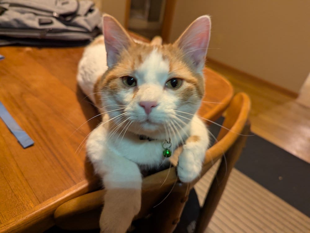 An orange and white cat on a table staring into the camera. He is adorable.