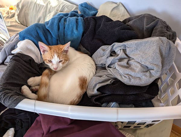 An orange and white young cat staring at the camera, as he lies curled in a laundry basket full of clean clothes.