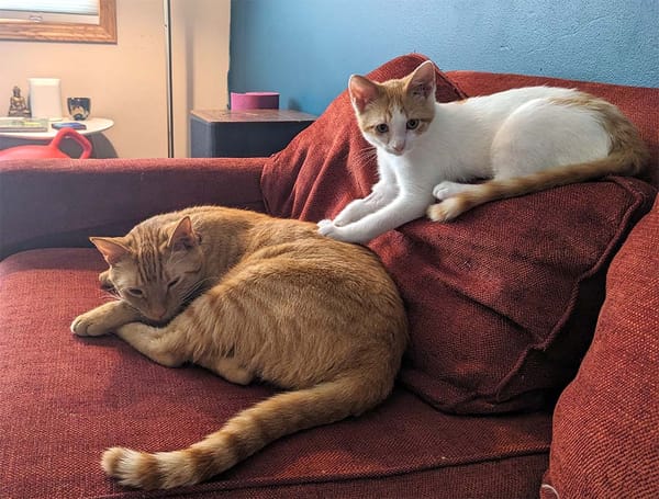 An orange cat (Percy) curled up on a red couch a kitten who is white with an orange head and tail (Buttons).