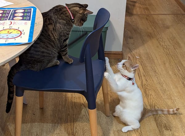 A brown and black tabby cat stands on a blue kitchen chair, looking down at an orange and white kitten.