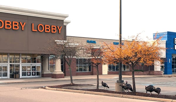 A small flock of wild turkeys in front of Hobby Lobby on the east side of Madison.