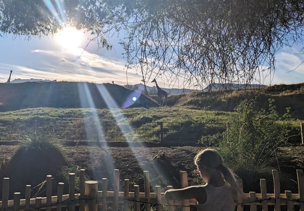 A girl with a ponytail looks at giraffes, outdoor in a zoo, in Southern California.