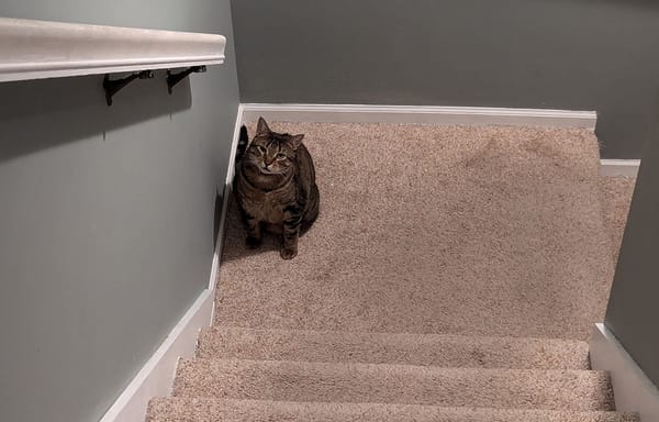 A brown tabby cat on a carpeted landing.