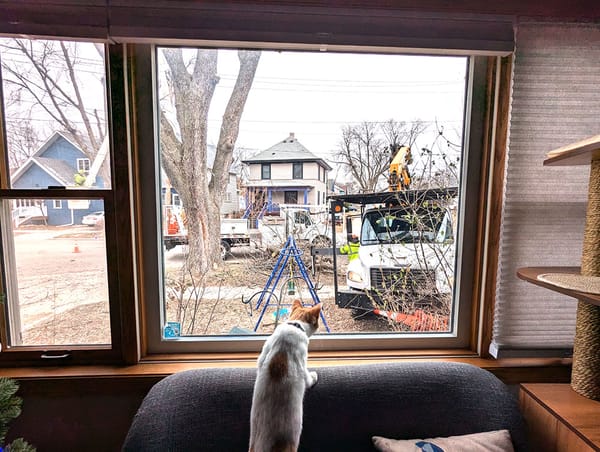 A white and orange cat watching city workers through a window as they take down a tree on the terrace.