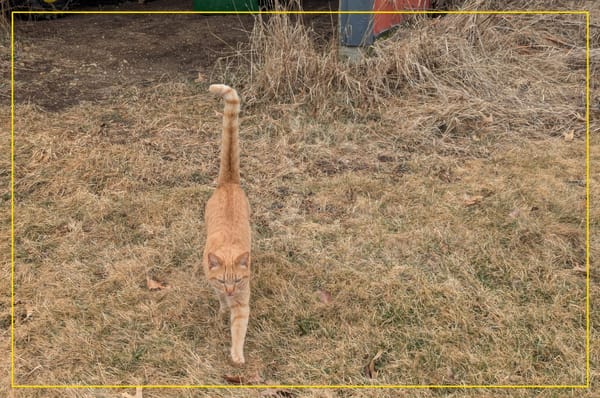 An orange cat strolling through brown grass with his tail held straight up and crooked, right at the tip.