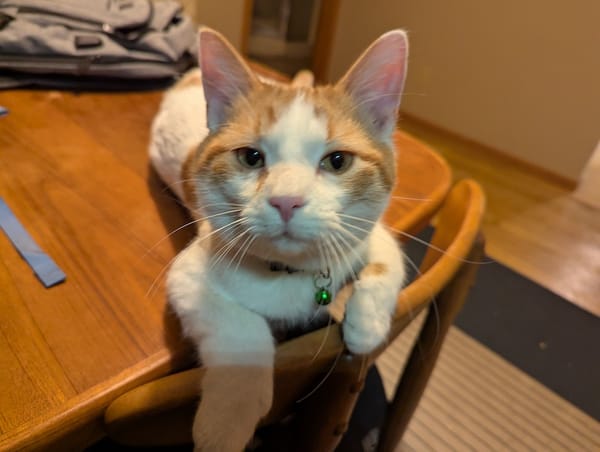 An orange and white cat on a table staring into the camera. He is adorable.